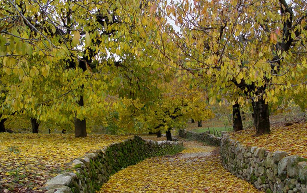 Apartamentos Valle Del Jerte El Huerto Del Cura Cabezuela Del Valle Dış mekan fotoğraf