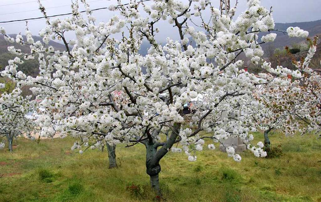 Apartamentos Valle Del Jerte El Huerto Del Cura Cabezuela Del Valle Dış mekan fotoğraf